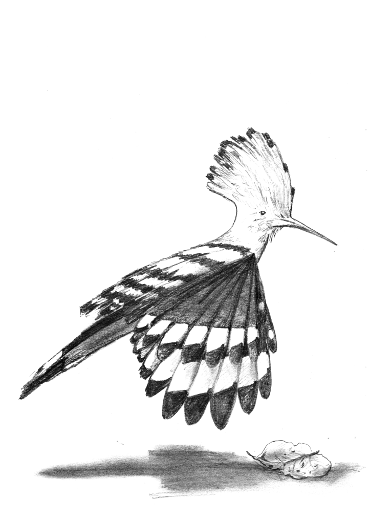 hoopoe-pencil